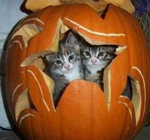  kitties and pumpkins