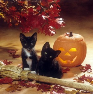  kitties and pumpkins