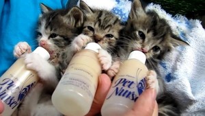  kitties drinking from bottle
