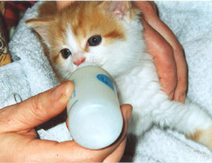kitties drinking from bottle