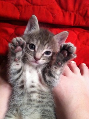  kitty double high five
