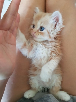  kitty high five
