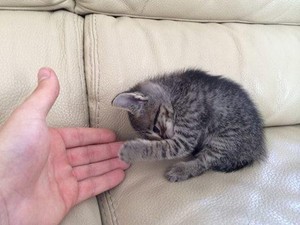 kitty high five