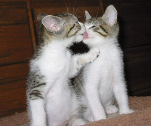 kitty love
