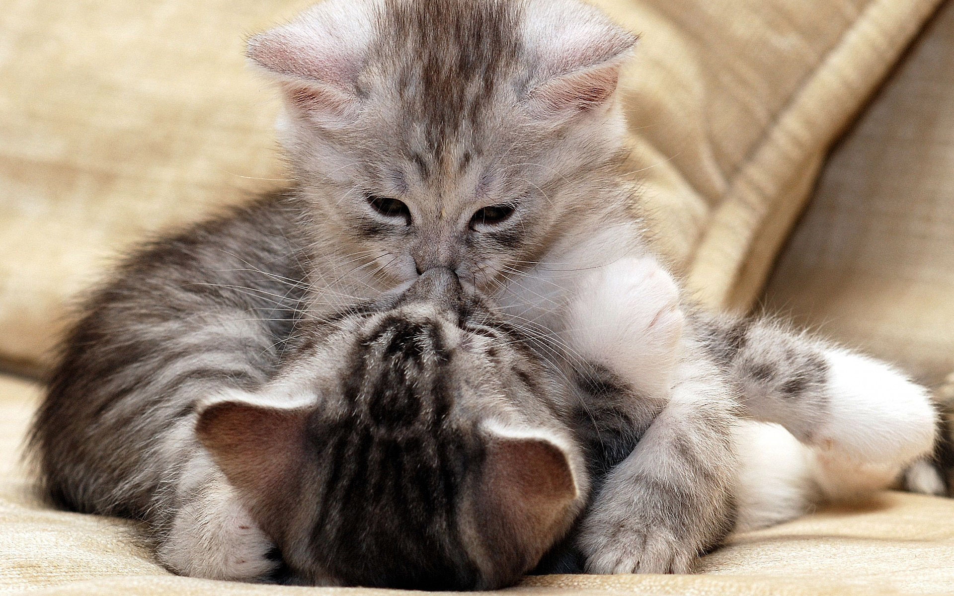 kitty love - Cute Kittens Photo (41535369) - Fanpop