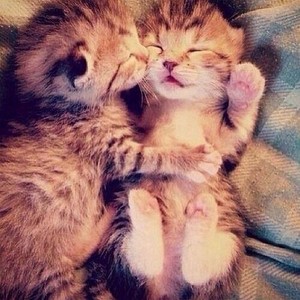 kitty 사랑