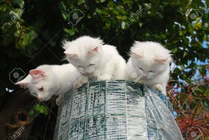  kitty trio