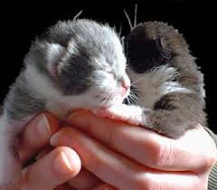  lovable kitties