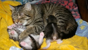 mama and baby kittens