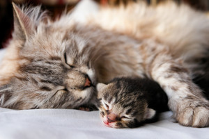  mama and baby mèo con