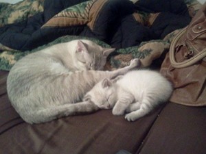  mama and baby gattini