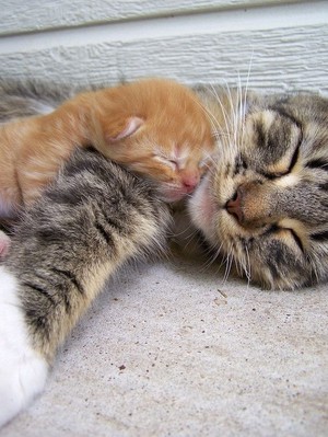  mama and baby kittens
