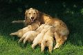mama and puppies - dogs photo