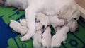 mama and puppies - dogs photo