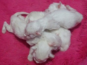  newborn kitties