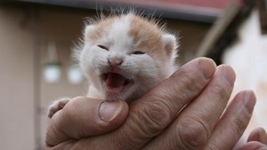 newborn kitties