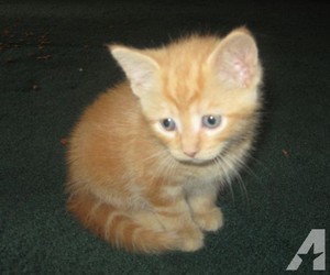  주황색, 오렌지 tabby 고양이
