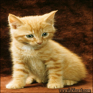  orange tabby anak kucing