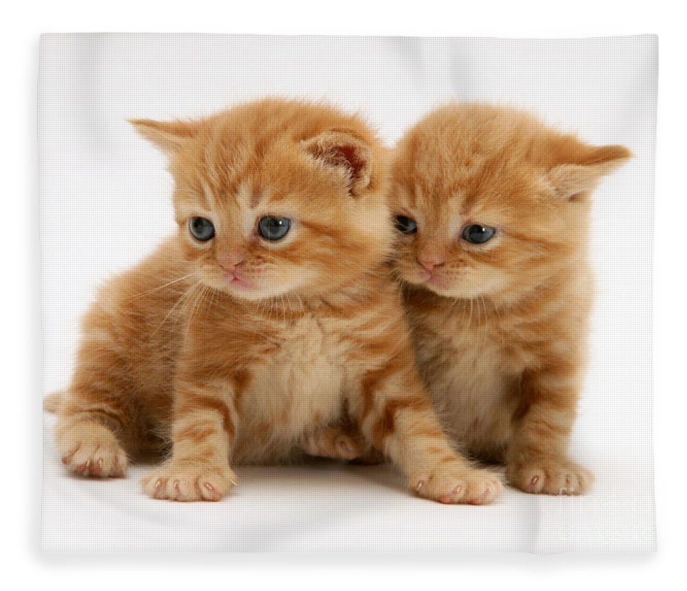orange tabby kittens - Kittens Photo (41521040) - Fanpop
