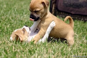  playful cachorritos