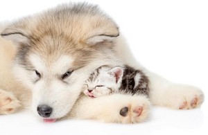  子犬 and 子猫 taking a nap