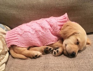  chó con taking a nap
