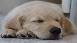  chó con taking a nap