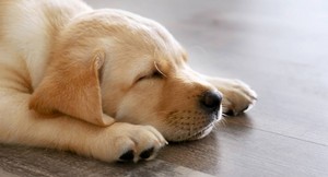  anak anjing taking a nap