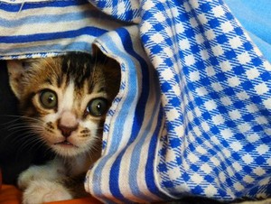  shy gatinhos