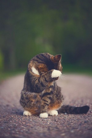  shy gatitos