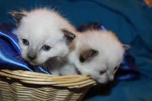  siamese kittens