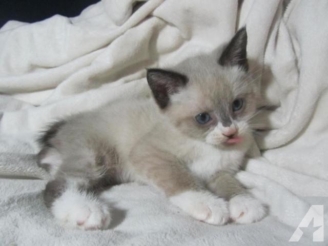 Snowshoe kucing Yuk Kenalan