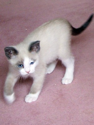  snowshoe chatons