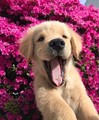 so sweet dog puppy🌹♥ - animals photo