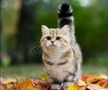 sweet autumn cat🌹 - animals photo