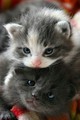 sweet cats/kitten🌹 - animals photo