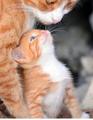 sweet cats/kitten🌹 - animals photo
