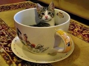  tazza di tè, tazza da tè gattini