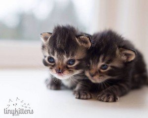 tiny kittens