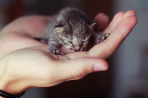  tiny Kätzchen