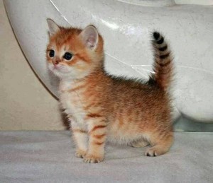  tiny 小猫