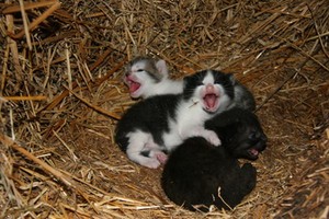 tiny newborn kittens