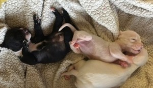tiny puppies
