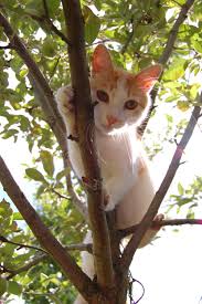  درخت climbing