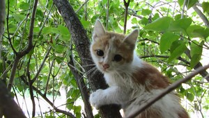 tree climbing 