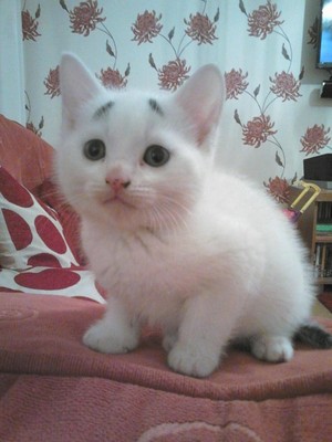  white gattini