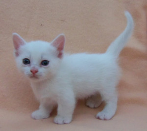  white mèo con