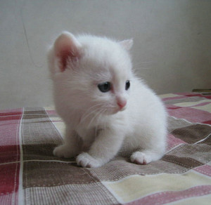  white mèo con