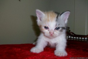  world's cutest Котята