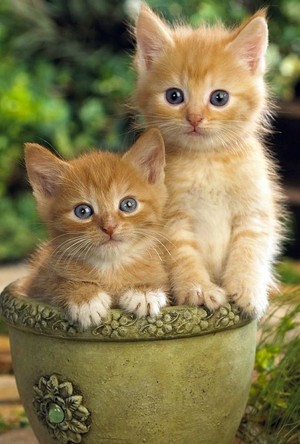  Adorable gatitos 😺